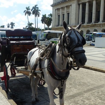Plein in Havana 